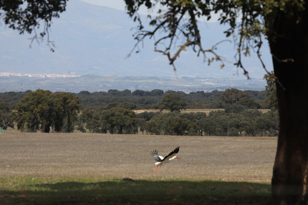 Landschap nabij Toril